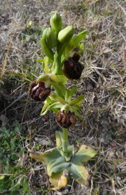 Ophrys sphegodes subsp. sphegodes